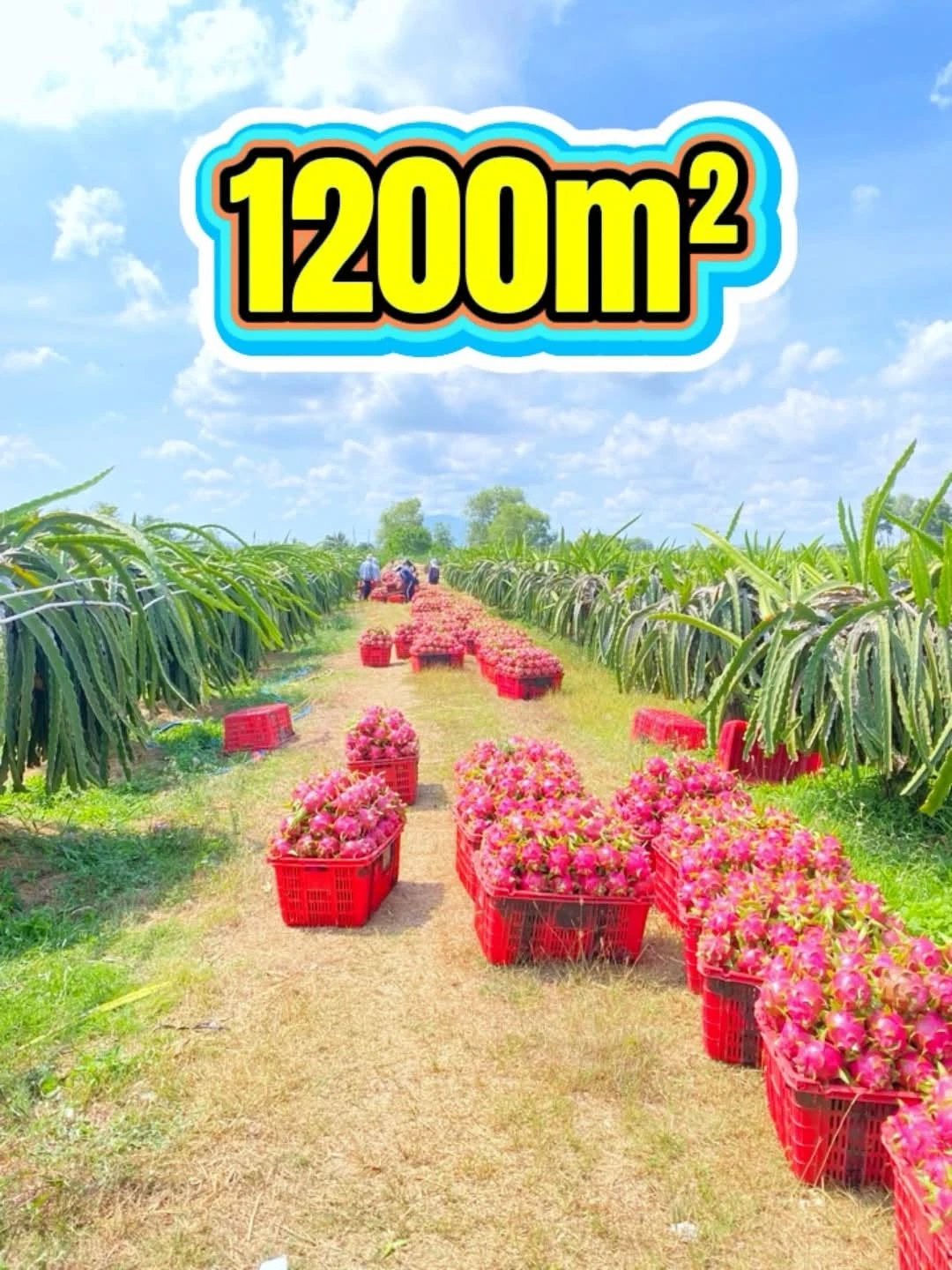 Bán đất 1200m² Km14 Hàm Kiệm 345 triệu - Ảnh 1
