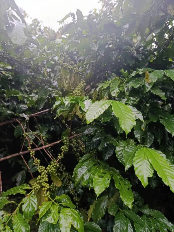 Bán đất 1,2 héc Bảo Lâm 4,1 tỷ