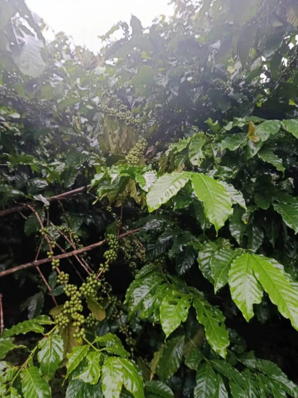 Bán đất 1,2 héc Bảo Lâm 4,1 tỷ - Ảnh 1