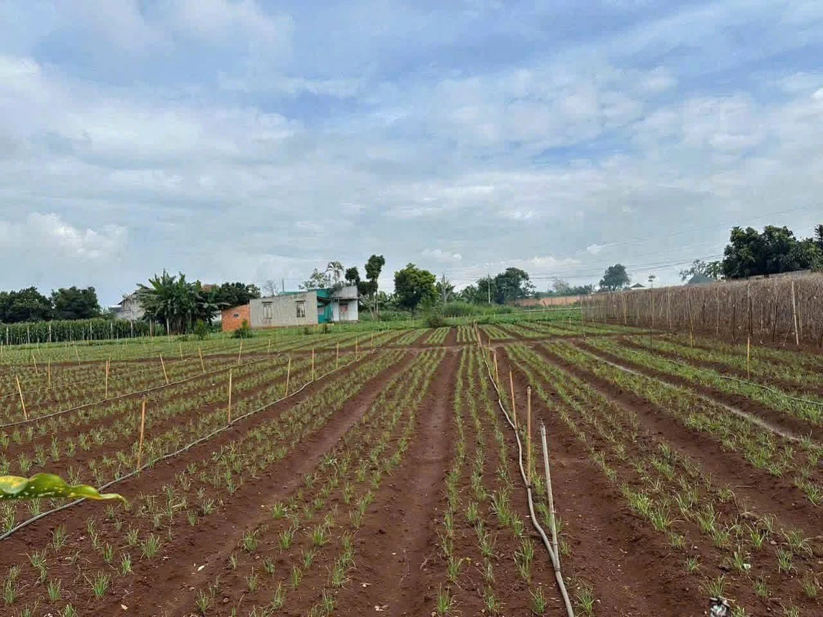 Bán đất Phú Hội Đức Trọng 75m² 799 triệu - Ảnh 1