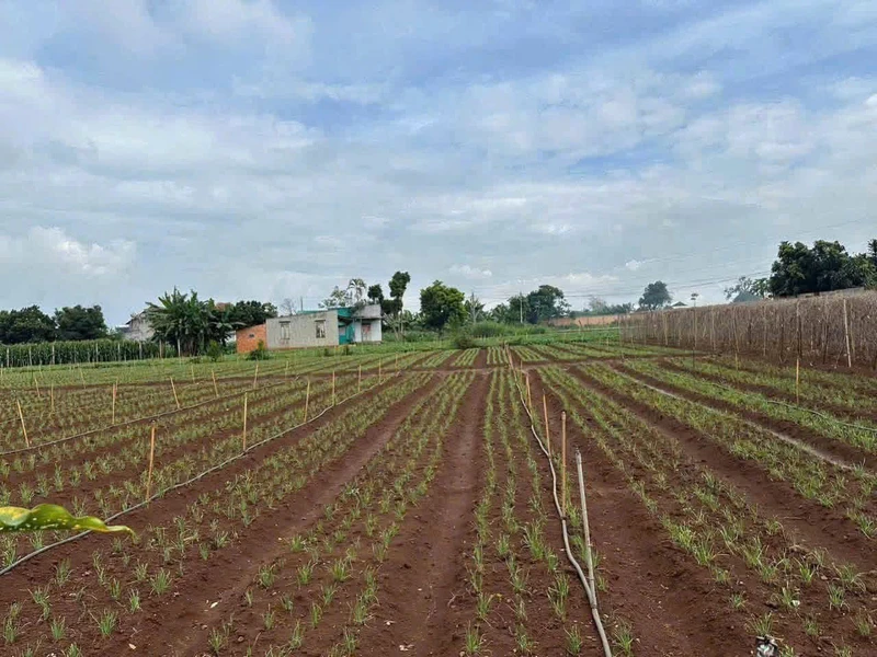 Bán đất Phú Hội Đức Trọng 75m² 799 triệu