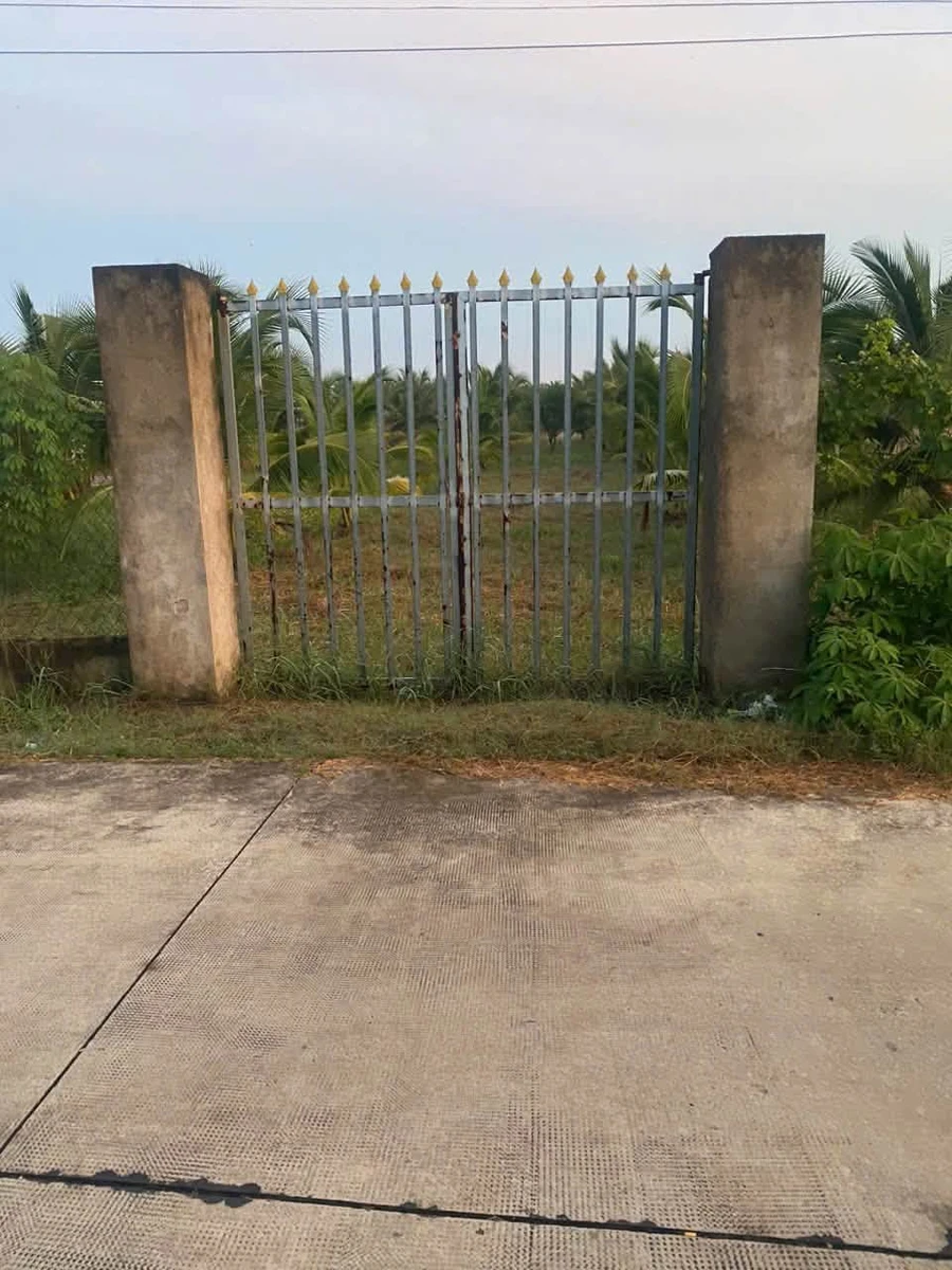 Bán đất lúa 1.500m² có 300m² thổ cư gần cổng chào cầu Trắng, đường Cao Thị Mai - Ảnh thu nhỏ 2