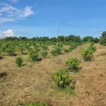 Bán rẫy 3.1 ha sau Bệnh viện Buôn Đôn, hạ tầng hoàn thiện - Ảnh thu nhỏ 4