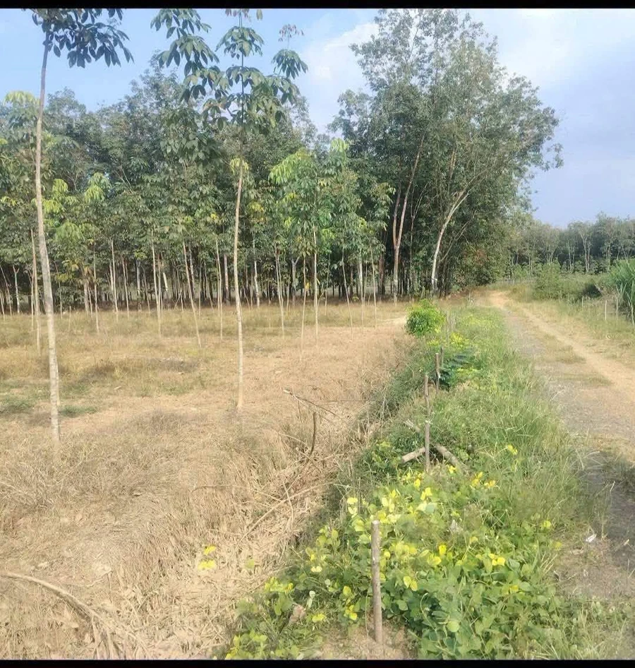 Bán 1 hectare cao su non, Bình Dương, 1,6 tỷ - Ảnh 1