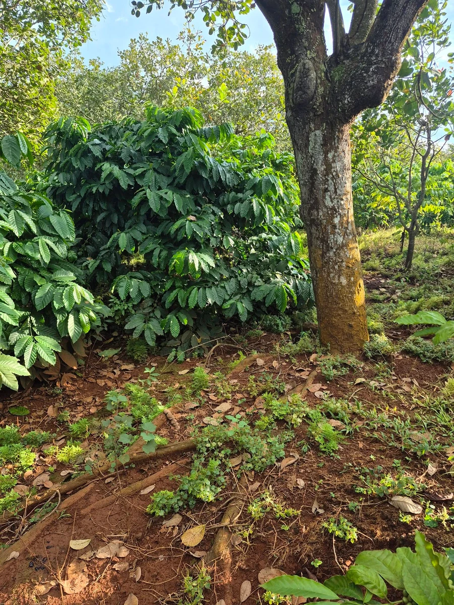 Bán 1,1ha đất đỏ cà phê, điều già, có suối tại Đức Phong - Ảnh thu nhỏ 2