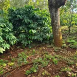 Bán 1,1ha đất đỏ cà phê, điều già, có suối tại Đức Phong - Ảnh thu nhỏ 2