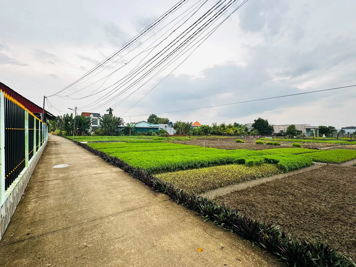 Bán 3700m² đất lúa Phước Hậu Cần Giuộc - Ảnh thu nhỏ 2