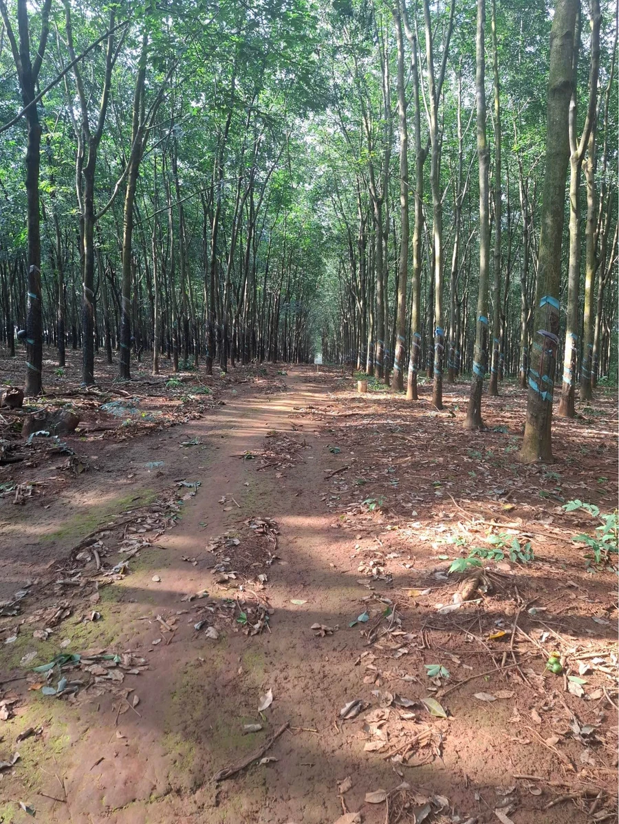 Bán 3,8ha đất cao su Đồng Tâm 4,4 tỷ - Ảnh thu nhỏ 2