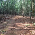 Bán 3,8ha đất cao su Đồng Tâm 4,4 tỷ - Ảnh thu nhỏ 2