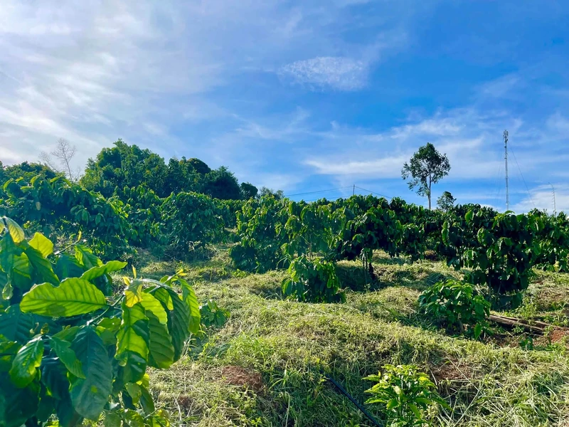 Bán rẫy cà phê 4,5 ha Đắk Lắk, có cơ sở vật chất
