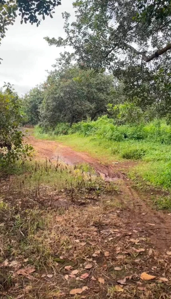 Bán gấp 6,8ha đất vườn điều, 400m thổ cư tại Long Hà, Phú Riềng, Bình Phước giá 8,4 tỷ - Ảnh 1