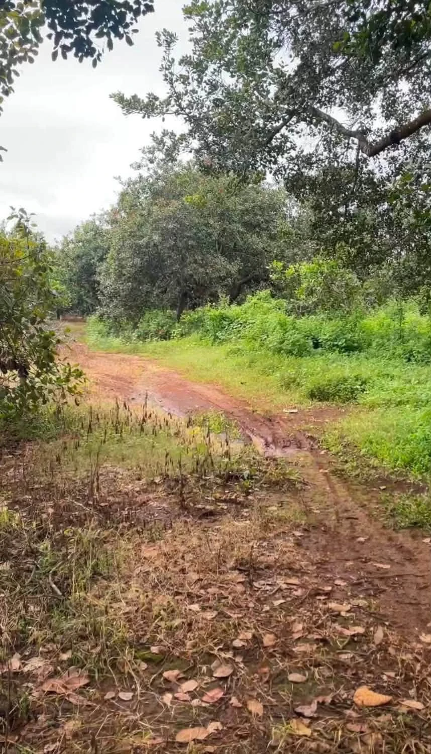 Bán gấp 6,8ha đất vườn điều, 400m thổ cư tại Long Hà, Phú Riềng, Bình Phước giá 8,4 tỷ - Ảnh 1