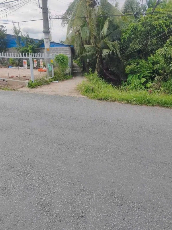 Bán đất vườn dừa 1,6 công Giồng Trôm Cần Giờ