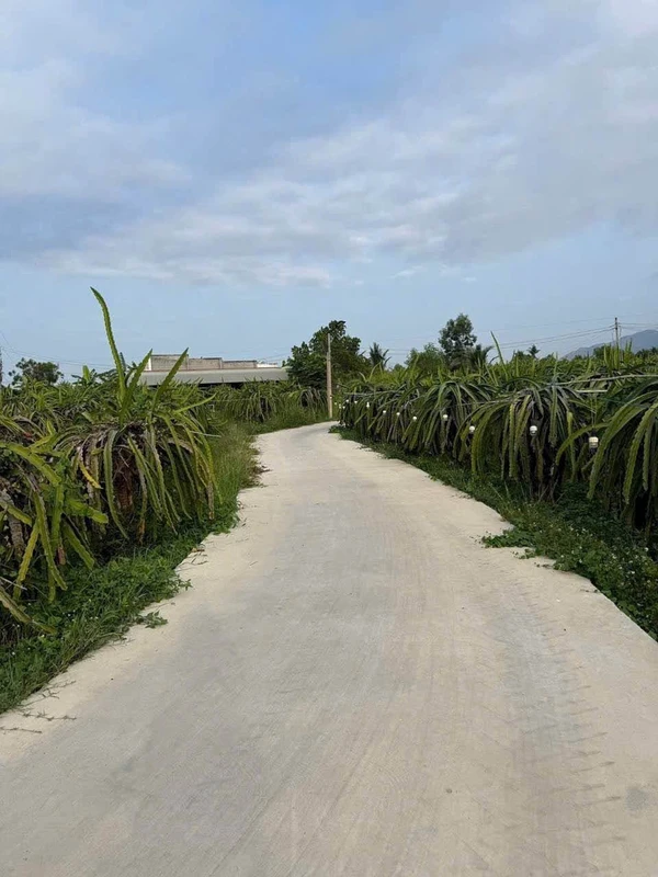 Bán lô đất 200m² xây nhà ở 190 triệu Hàm Liêm