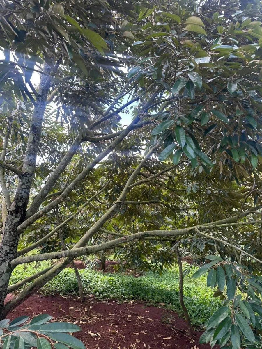 Bán đất 1116m² mặt tiền đường 19/5 Bình Chánh 2 tỷ 650tr - Ảnh thu nhỏ 3