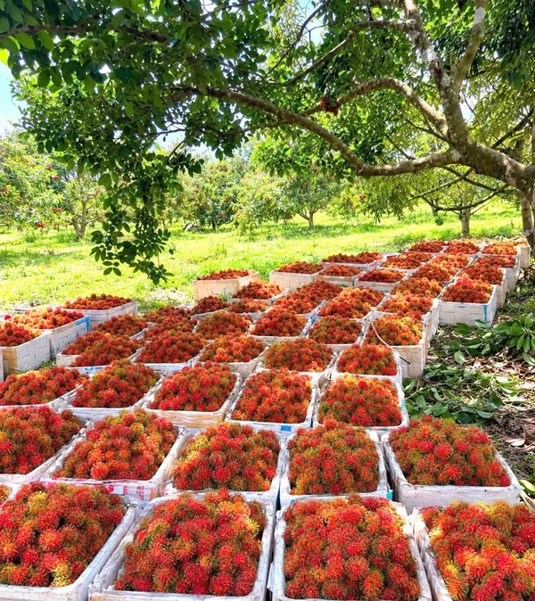 Bán đất nông nghiệp 25.000m2 Nam Cát Tiên Đồng Nai, 450 cây sầu riêng