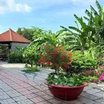 Bán nhà vườn mái Thái 3.869m² Long Phước Bà Rịa, 12.5 tỷ - Ảnh thu nhỏ 4