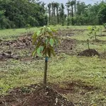 Bán gấp lô đất 1000m2 xã Sông Ray Đồng Nai 600 triệu - Ảnh thu nhỏ 3