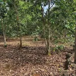 Bán đất 3 sào xã Kim Long Cần Giờ 5 tỷ - Ảnh thu nhỏ 4