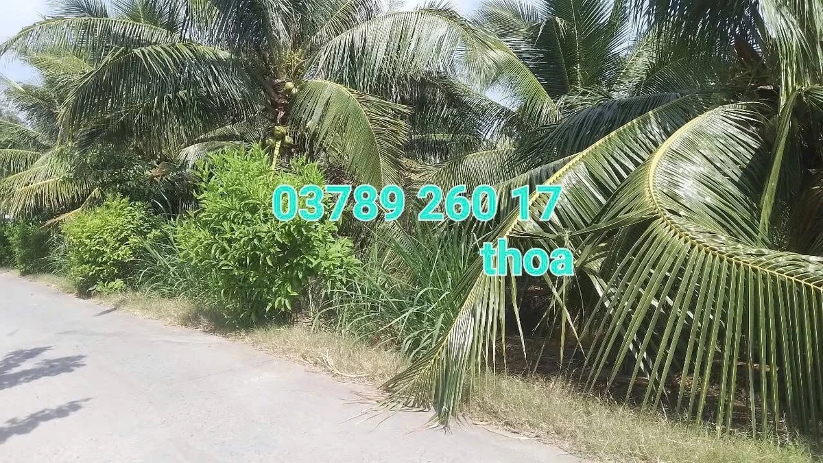 Bán đất 24x42m Thạnh Phú Bến Tre - Ảnh thu nhỏ 2