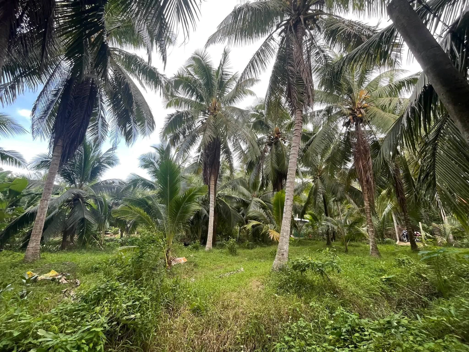 Bán đất Tân Thanh Tây 1500m², 300m thổ cư 690 tỷ - Ảnh 1