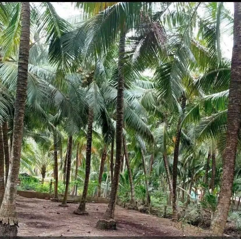 Bán đất vườn dừa 1 công 4 Tân Thanh, Bến Tre 670 triệu - Ảnh thu nhỏ 3
