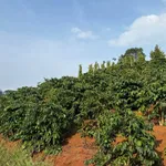 Bán đất 25000m² (2.5ha) tại Đắk Song, giá 4.3 tỷ - Ảnh thu nhỏ 2