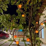 Bán nhà vườn 1.606m² Phan Thiết 1 tỷ 790 triệu - Ảnh thu nhỏ 5