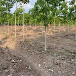 Bán đất cao su 3 ha, 200m mặt tiền, Ấp 6 Tân Thành, Bình Tân - Ảnh thu nhỏ 3