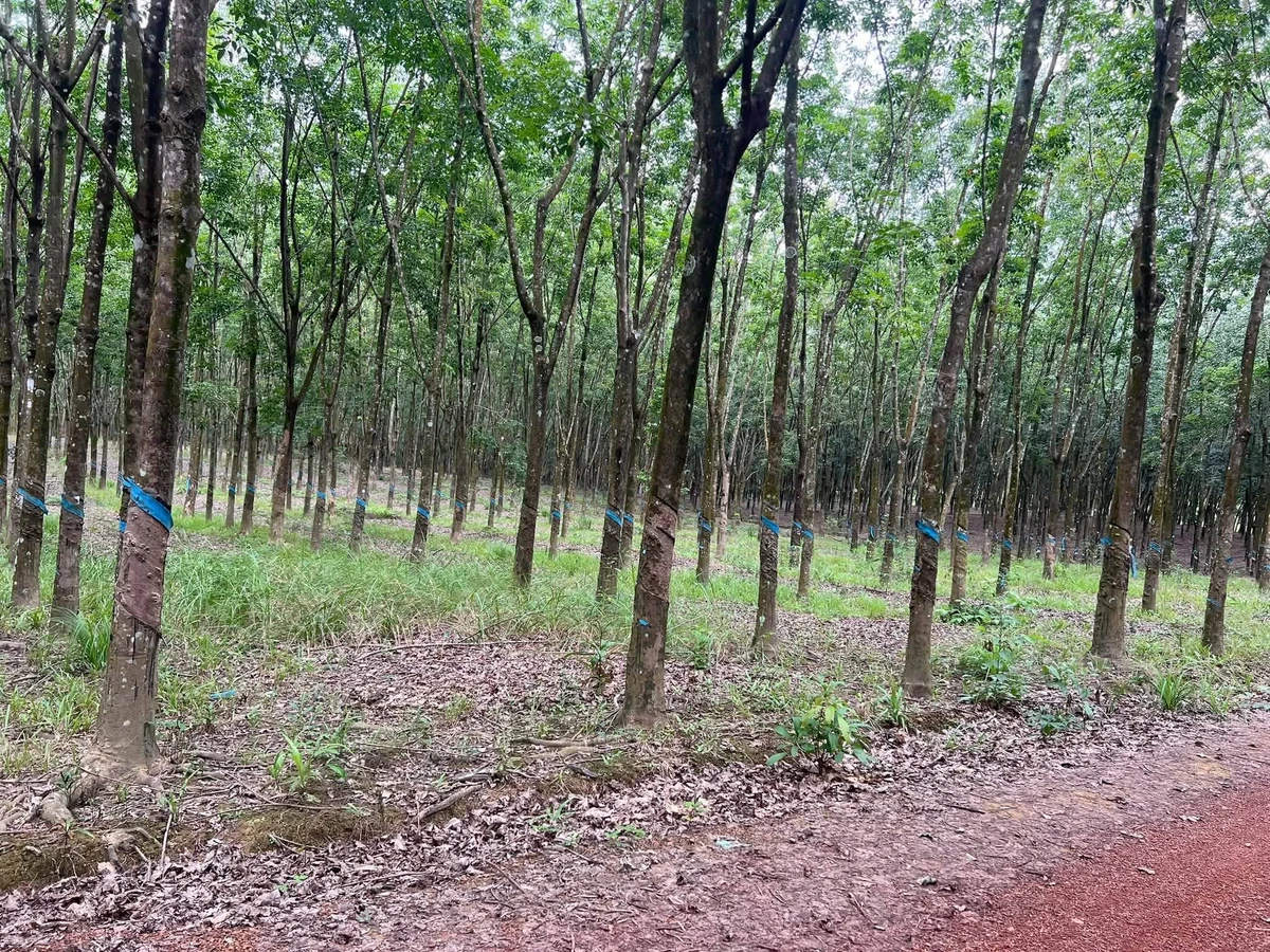 Bán 4,5 ha cao su Phú Hòa Phú Riềng 9 tỷ - Ảnh thu nhỏ 2