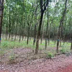 Bán 4,5 ha cao su Phú Hòa Phú Riềng 9 tỷ - Ảnh thu nhỏ 2