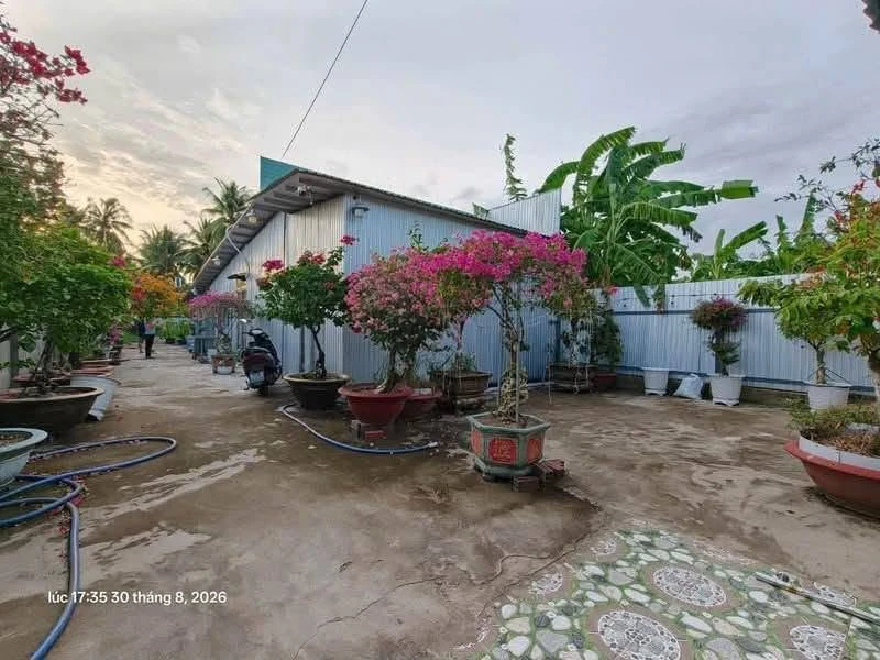 Bán đất + nhà + vườn dừa + ao 760m² Huỳnh Tấn Phát Bến Tre 3 tỷ - Ảnh 1