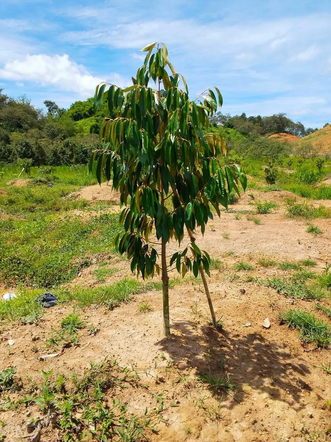Bán 1,3ha đất vườn sầu riêng tại Đạ Tẻh, Lâm Đồng - Ảnh 1