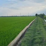 Bán đất ruộng hơn 6 công tại Trà Vinh - Ảnh thu nhỏ 2
