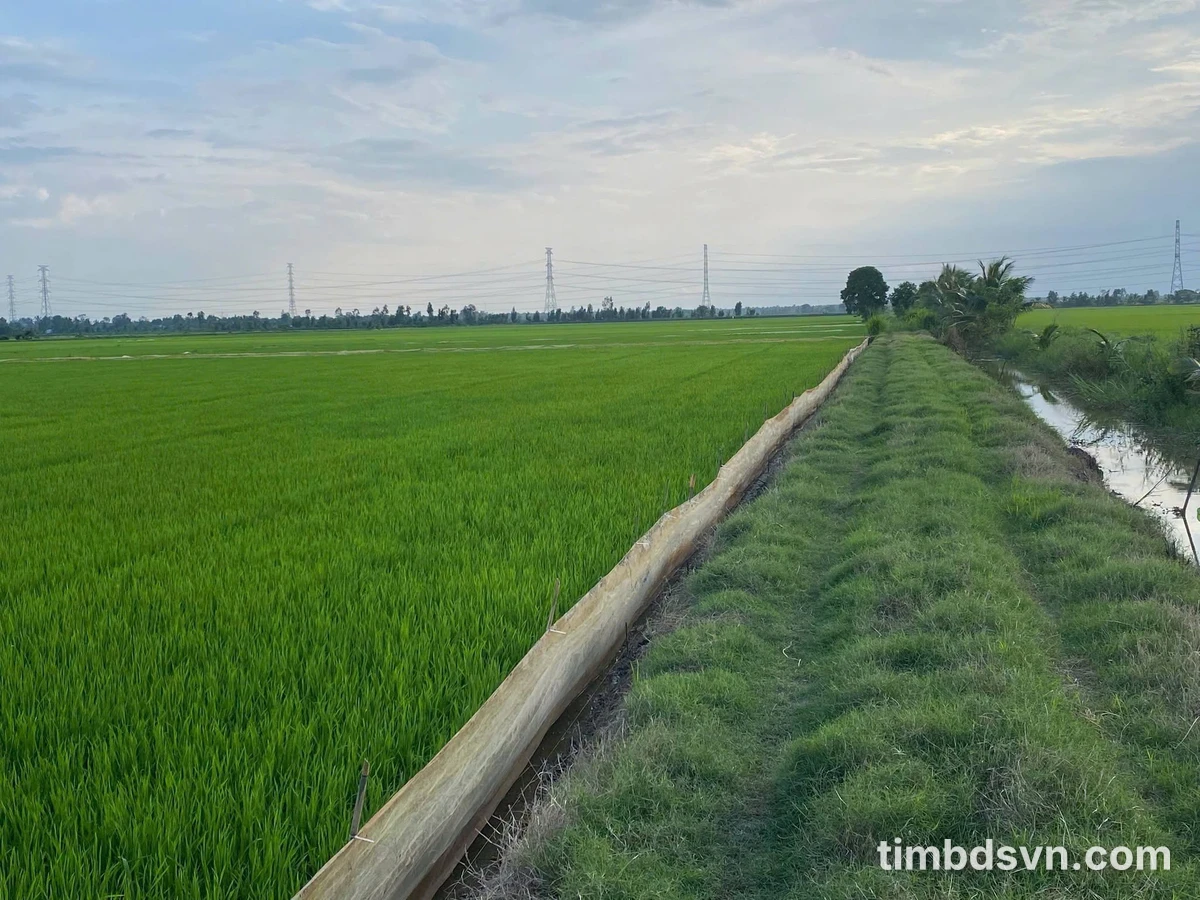 Bán đất ruộng hơn 6 công tại Trà Vinh - Ảnh thu nhỏ 2