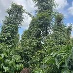 Bán đất 1,3ha view sông Sêrêpốk tại Hòa Phú, Đắk Lắk - Ảnh thu nhỏ 5