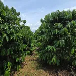 Bán đất 5ha trồng cà phê và sầu riêng Lâm Đồng 9,5 tỷ - Ảnh thu nhỏ 4