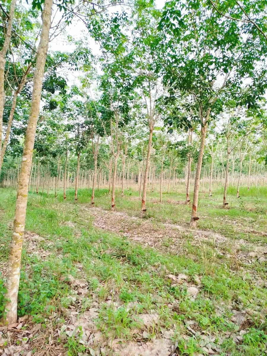 Bán đất 8,4 công có cao su Tân Biên An Giang 820 triệu - Ảnh thu nhỏ 2