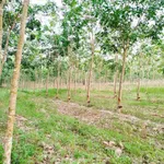 Bán đất 8,4 công có cao su Tân Biên An Giang 820 triệu - Ảnh thu nhỏ 2