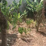 Bán lô đất Him Lam 1 Điện Biên 299m² mặt tiền 10.47m giá 1.36 tỷ - Ảnh thu nhỏ 1