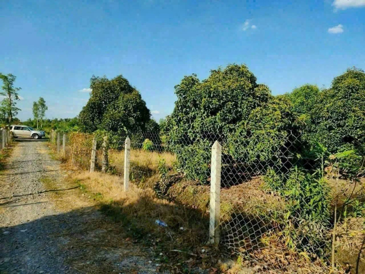 Bán đất vườn măng cụt Cần Giờ 5.888m2 giá 14,7 tỷ - Ảnh thu nhỏ 2
