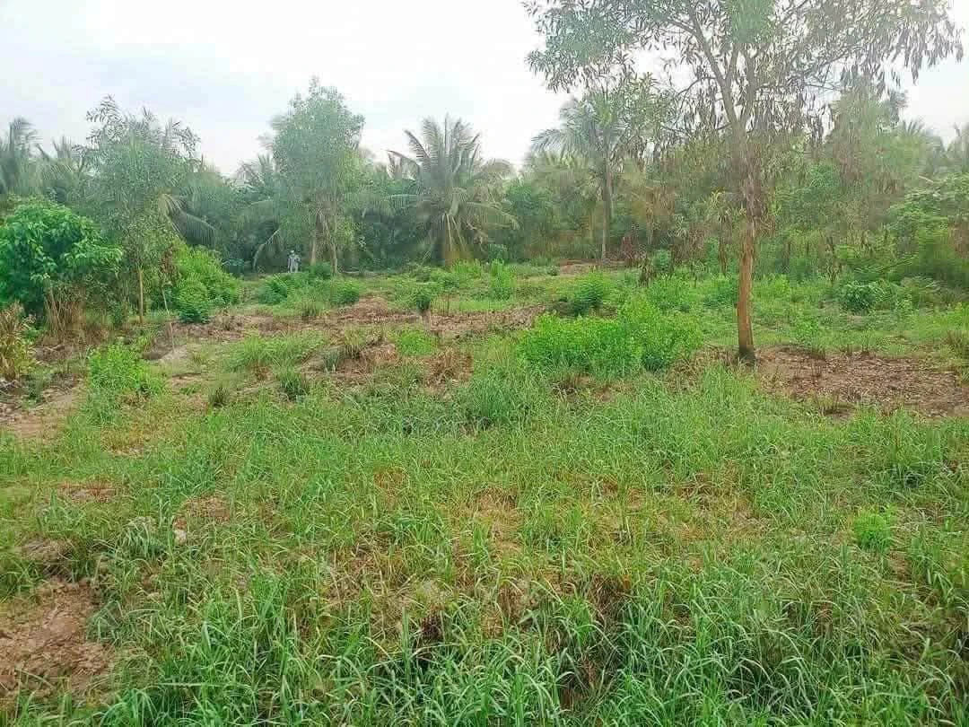 Bán đất nền 500m² Lộc Thuận Bến Tre 130 triệu - Ảnh thu nhỏ 3