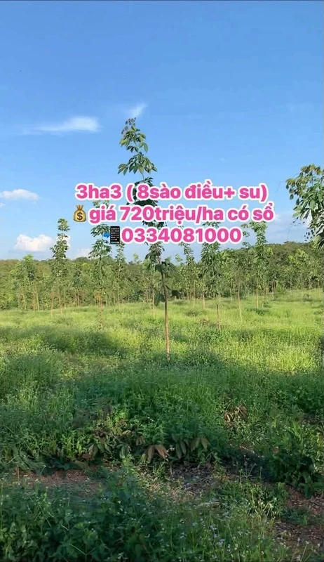 Bán 3 hecta đất Phước Tân, Bình Phước, 720 triệu/ha