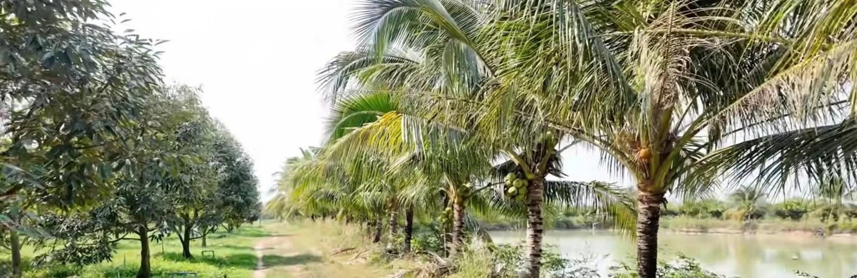 Bán đất vườn sầu riêng 27 ha mặt tiền ĐT 793 Tây Ninh - Ảnh thu nhỏ 3
