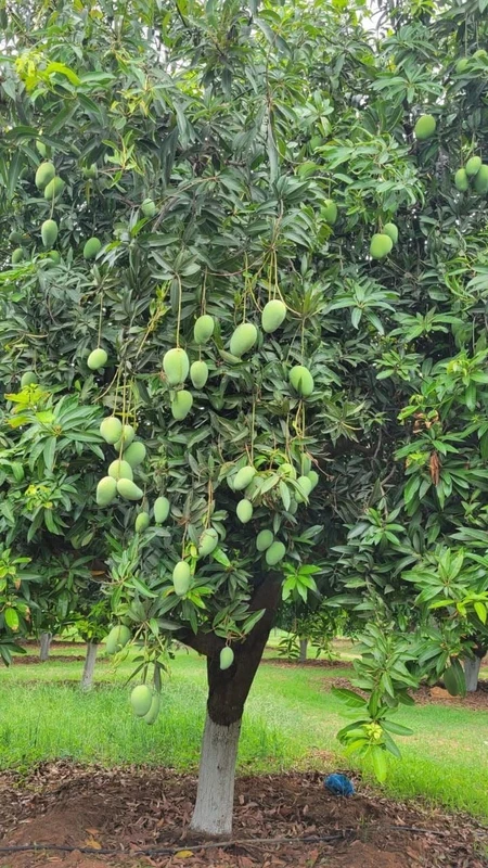 Bán đất vườn 2.385m² La Ngà, 445 triệu/1.000m²