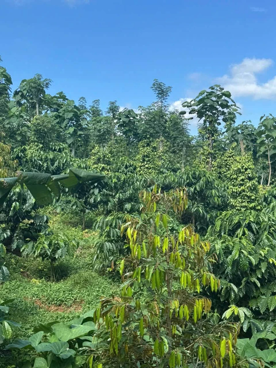 Bán đất 2,1 ha sổ đỏ Dakha, Lâm Đồng, giá 4,6 tỷ - Ảnh thu nhỏ 2