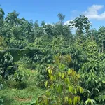 Bán đất 2,1 ha sổ đỏ Dakha, Lâm Đồng, giá 4,6 tỷ - Ảnh thu nhỏ 2