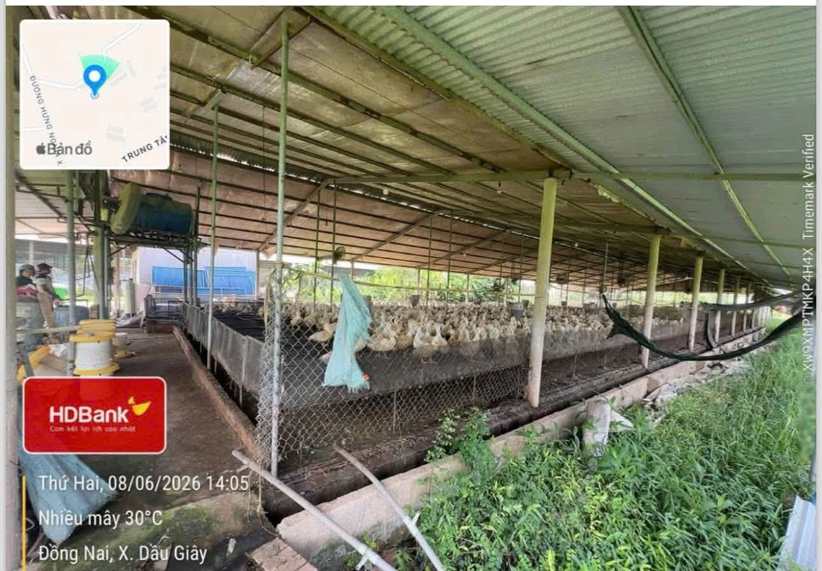 Bán đất chăn nuôi 10.000m2 Đồng Nai - Ảnh thu nhỏ 2