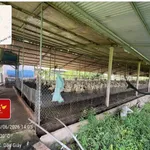 Bán đất chăn nuôi 10.000m2 Đồng Nai - Ảnh thu nhỏ 2