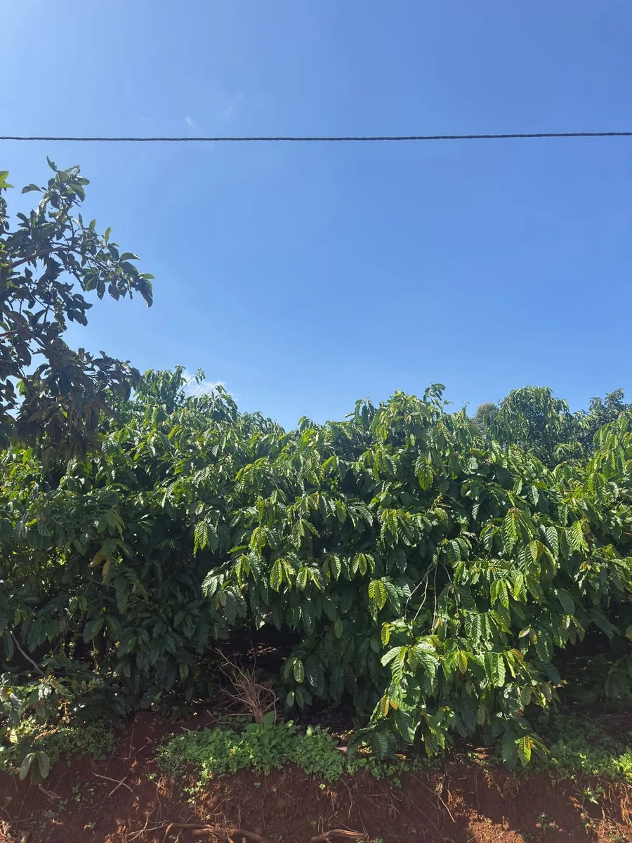 Bán đất 1 sào 1 (1.129m²) Tân Hà 1 tỷ 200 - Ảnh 1